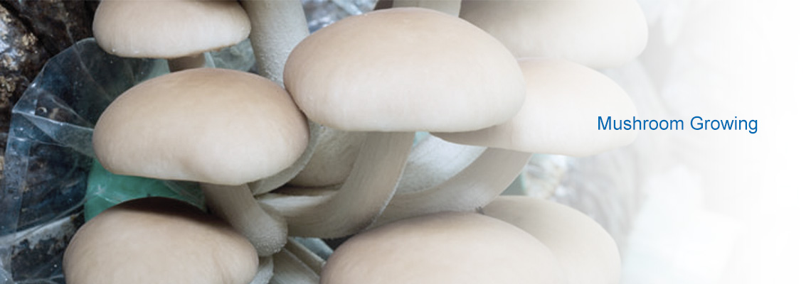 Mushroom Growing humidification Mushroom Growing humidification