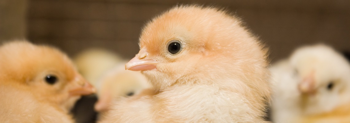 Humidification for Hatcheries and Broiler houses Humidification for Hatcheries and Broiler houses